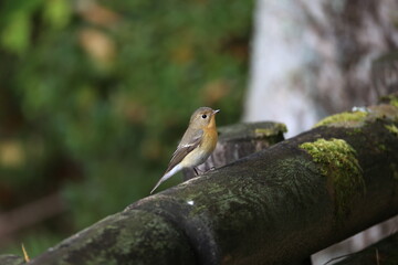 Mugimaki Flycatcher in the middle of  nutrition in preparration for migration in Mt.Kongo in autumn