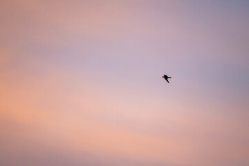 Bird Flying through Colorful Sky background 11