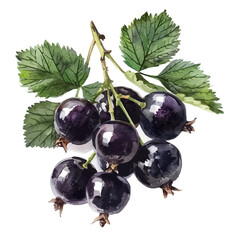 A watercolor drawing of blackcurrant, isolated on a white background. Blackcurrant vector.