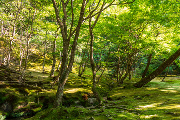 temple in kyoto japan