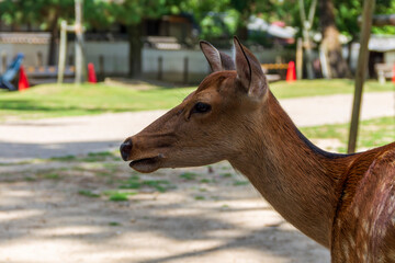 deer in the park