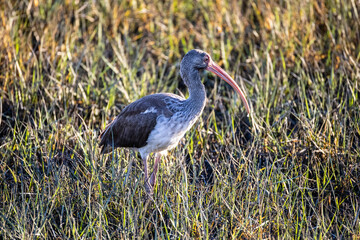 Juvenile White Ibis in Salt Marsh