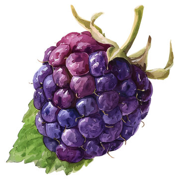 watercolor blackberry fruit with green leaf clip art preview