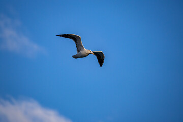 Gull in Flight