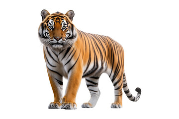 Obraz premium A tiger isolated on white, png