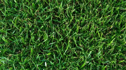 Obraz premium Top View of Green Grass