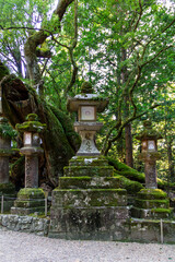 Nara park 