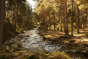 Obraz premium Bosque con un río. Boca del asno. Madrid. Paisaje otoñal 