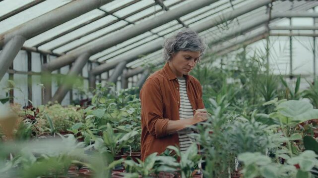 Middle-aged female greenhouse worker with grey hair walking among rows of lush green plants, examining their growth and taking notes on clipboard during workday