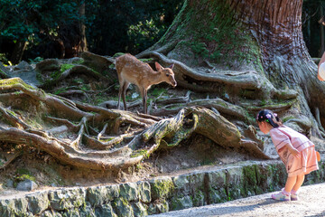 Deer in the park with little girl 