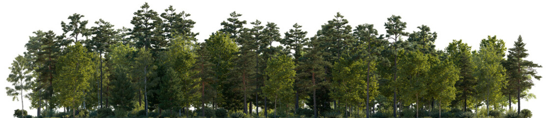 Frontal view Forest mixed trees (birch, sycamore platanus, spruce, pine, maple and other) isolated...