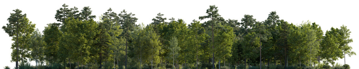 Frontal view Forest mixed trees (birch, sycamore platanus, spruce, pine, maple and other) isolated...