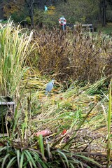Eine Reiher in einem Park von Kopenhagen
