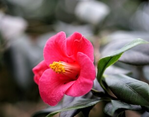 Hibiskus