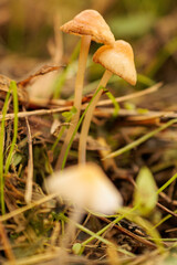 秋の野原に生える小さなキノコ