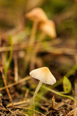 秋の野原に生える小さなキノコ