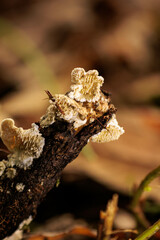 枯れ木に生える小さなキノコ