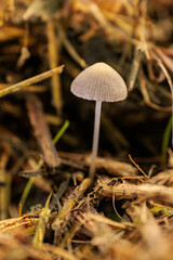 秋の野原に生える小さなキノコ