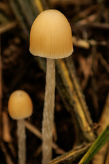 秋の野原に生える小さなキノコ