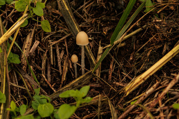 秋の野原に生える小さなキノコ