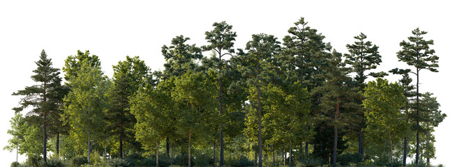 Frontal view Forest mixed trees (birch, sycamore platanus, spruce, pine, maple and other) isolated...