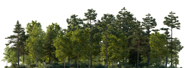 Frontal view Forest mixed trees (birch, sycamore platanus, spruce, pine, maple and other) isolated png on a transparent background premium cutout day lighting