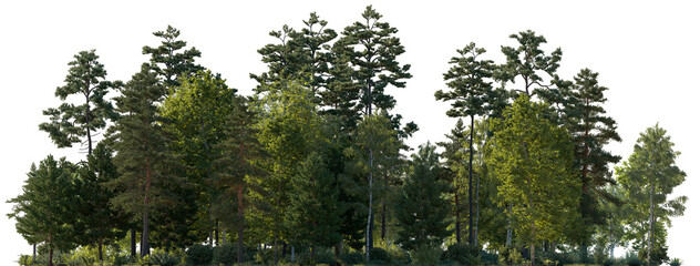 Frontal view Forest mixed trees (birch, sycamore platanus, spruce, pine, maple and other) isolated...