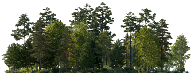 Frontal view Forest mixed trees (birch, sycamore platanus, spruce, pine, maple and other) isolated png on a transparent background premium cutout day lighting