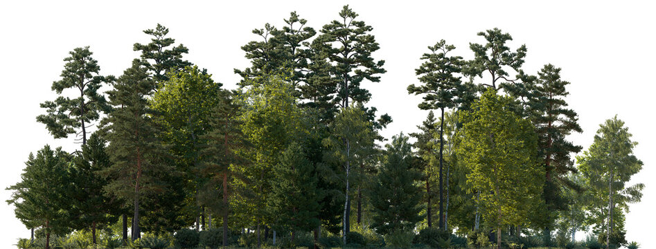Frontal view Forest mixed trees (birch, sycamore platanus, spruce, pine, maple and other) isolated png on a transparent background premium cutout day lighting