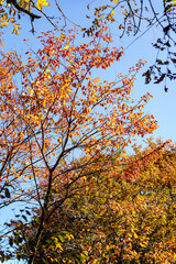 木漏れ日を浴びて輝く秋の木の葉