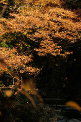 秋も深まり色づいてきた渓谷の紅葉