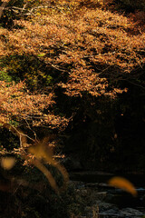 秋も深まり色づいてきた渓谷の紅葉