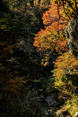 秋も深まり色づいてきた渓谷の紅葉
