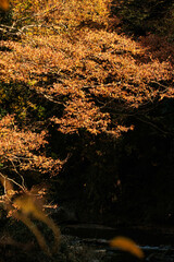 秋も深まり色づいてきた渓谷の紅葉