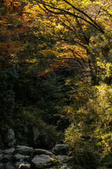 秋も深まり色づいてきた渓谷の紅葉