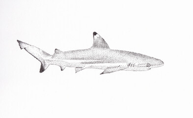Black and white pen and ink drawing of a blacktip reef shark