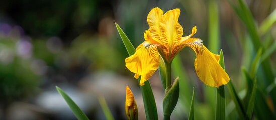 Yellow Iris Perennial Open Spring Flower