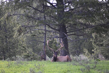 elk in the woods