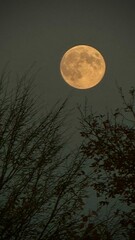 Fototapeta premium Full Moon 