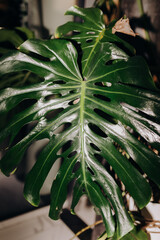 Large Monstera Leaf, Philodendron, Don Plants, Tropical, Green Leaves, Air Purification, Gardening, Palm House  © Katarzyna Ledwoń