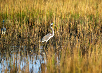 great blue heron