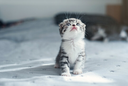 Adorable fluffy small light grey domestic fold Scottish kitten sit on grey soft sofa at home. - Powered by Adobe