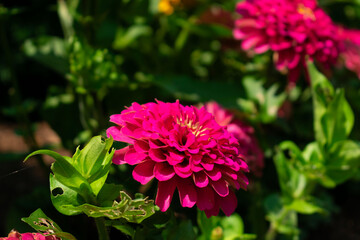 Fototapeta premium pink dahlia