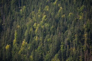 Misty Pine Forest Serenity