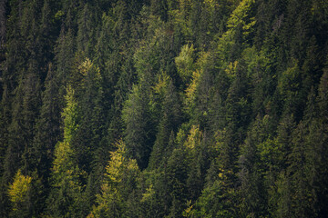 Misty Pine Forest Serenity