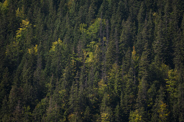 Misty Pine Forest Serenity