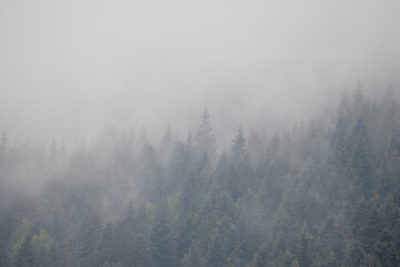 Misty Pine Forest Serenity