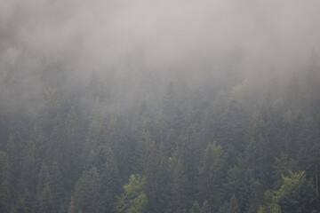 Misty Pine Forest Serenity