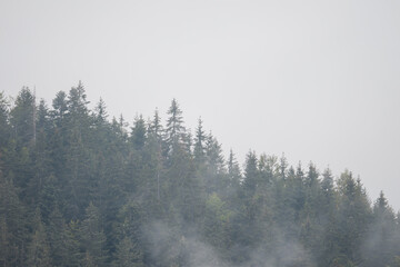 Misty Pine Forest Serenity