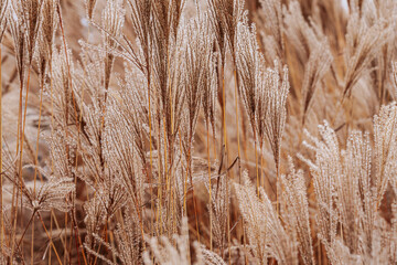 Fototapeta premium Close-up of tall, dry grass blades in a field, creating a soft, textured pattern against a light sky. The grass appears golden brown, evoking a calm, natural scene.